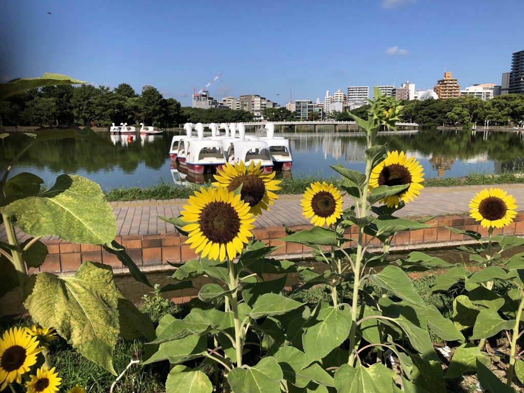 大濠公園の朝