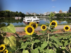 大濠公園の朝