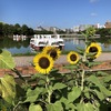 大濠公園の朝