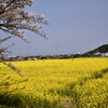 藤原京跡の春