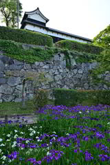 城址の花菖蒲