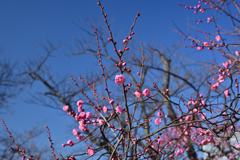 福岡城址の紅梅