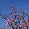 福岡城址の紅梅
