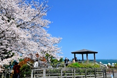 西公園の桜満開