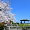 西公園の桜満開