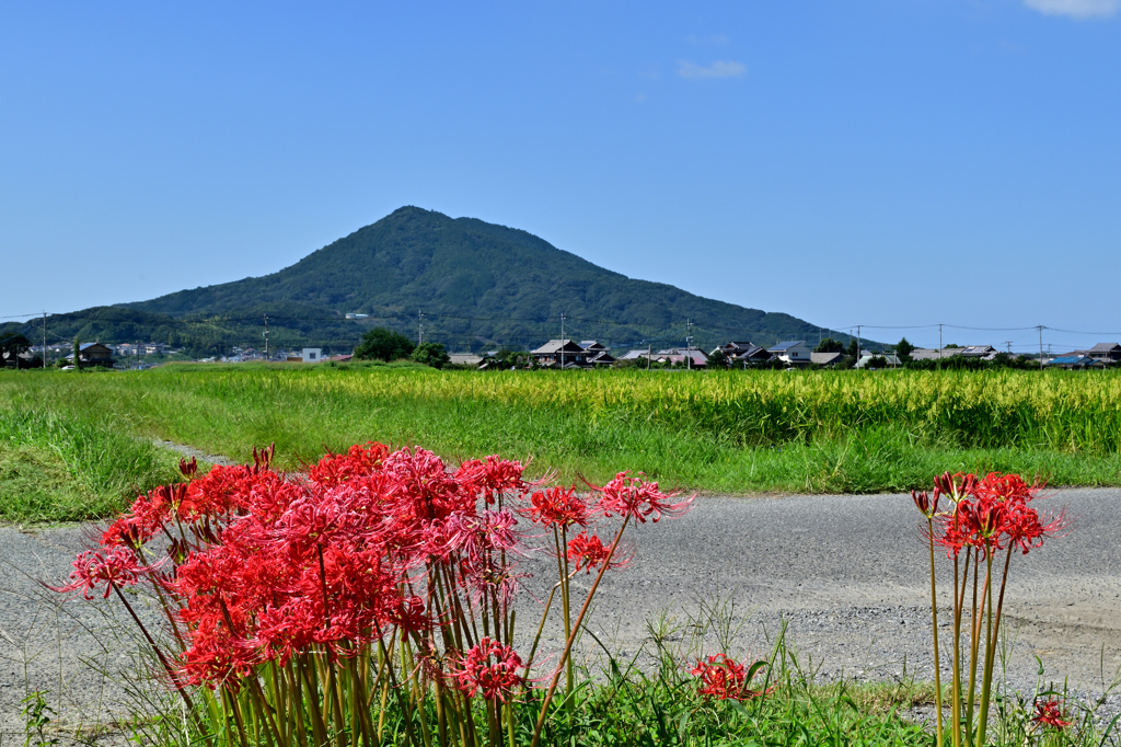 彼岸花と加也山