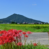 彼岸花と加也山