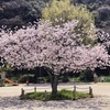 小さな児童公園の桜