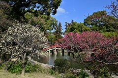 太宰府の梅_02