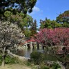 太宰府の梅_02
