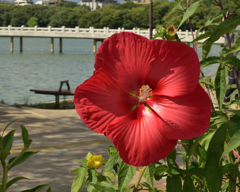 大濠公園に咲くタイタンビカス