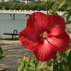 大濠公園に咲くタイタンビカス