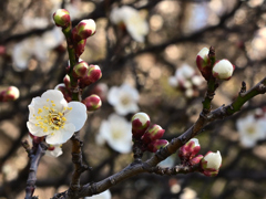 春を待つ梅花のつぼみ