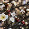 春を待つ梅花のつぼみ