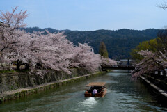 岡崎疎水の桜