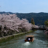 岡崎疎水の桜