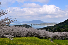 糸島の桜と菜の花