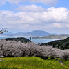 糸島の桜と菜の花