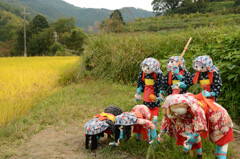収穫間近2015