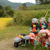 収穫間近2015