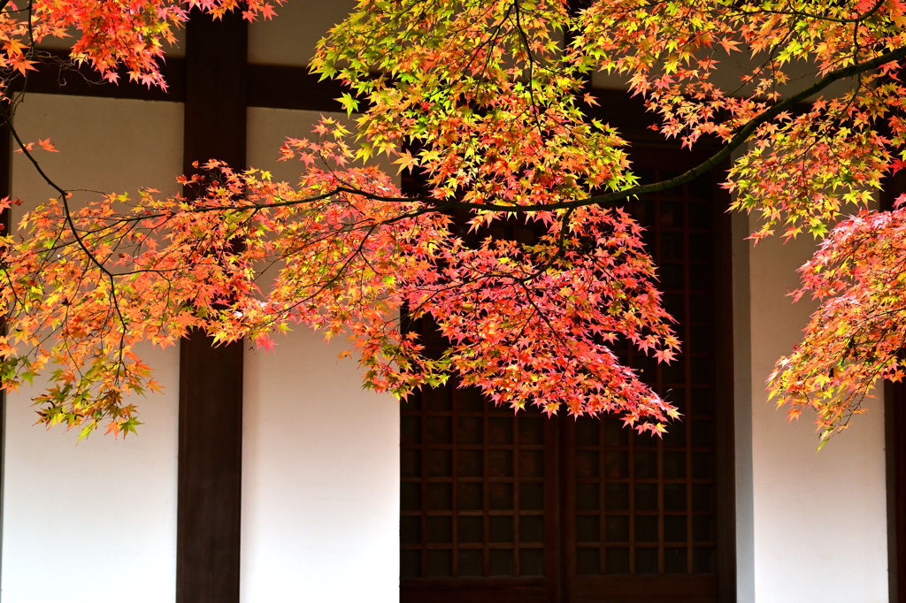 呑山観音寺の紅葉２