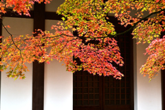 呑山観音寺の紅葉２