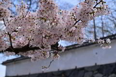 福岡城址の桜