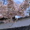 福岡城址の桜