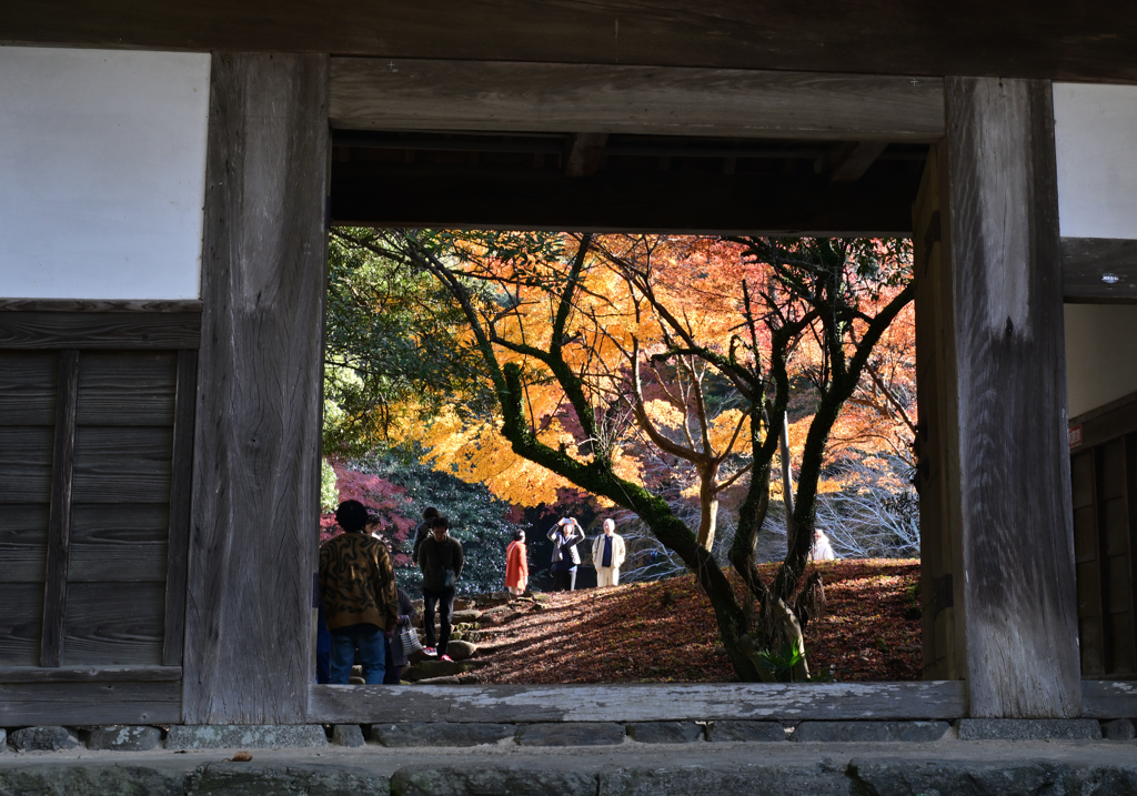 秋月の紅葉
