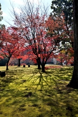 いいちこ日田蒸留所の紅葉