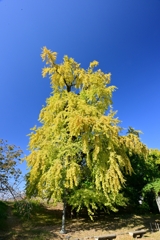 舞鶴公園の大イチョウ