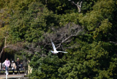 大濠公園の冬