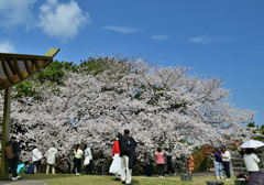 西公園の桜