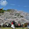 西公園の桜