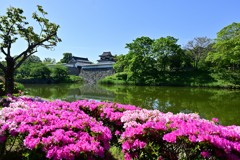福岡城址　お堀端のツツジ