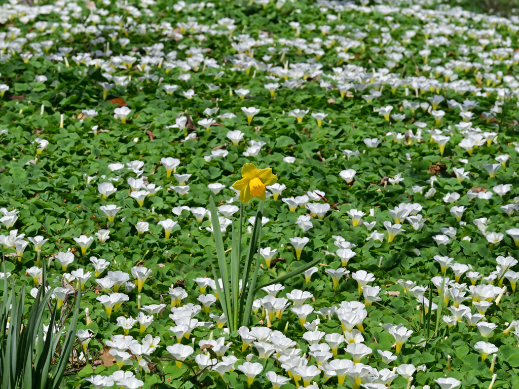 ラッパ水仙とオキザリス