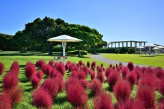 海の中道のコキア 海の中道のコキア