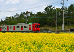 菜の花畑と筑肥線