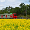 菜の花畑と筑肥線