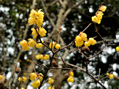 早春の光の中の蝋梅