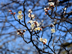 福岡城址の白梅