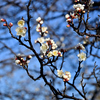 福岡城址の白梅