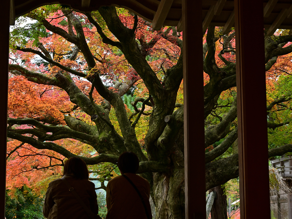 雷山千如寺の大楓