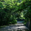 夏の散歩道