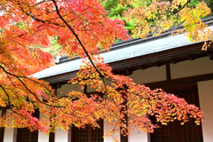 呑山観音寺の紅葉