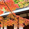 呑山観音寺の紅葉