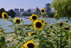 大濠公園の夏