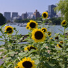 大濠公園の夏