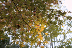 黄