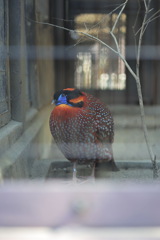 ベニジュケイ